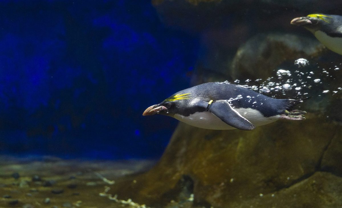 Trailing bubbles, a Macaroni Penguin darts through the waters of the Penguins’ Rock gallery at the Tennessee Aquarium. The bubbles following in the wake of this diving bird are from air trapped in its dense layers of interlocking feathers, which keep it warm despite swimming in chilly 42-degree water. (Credit: Tennessee Aquarium)
