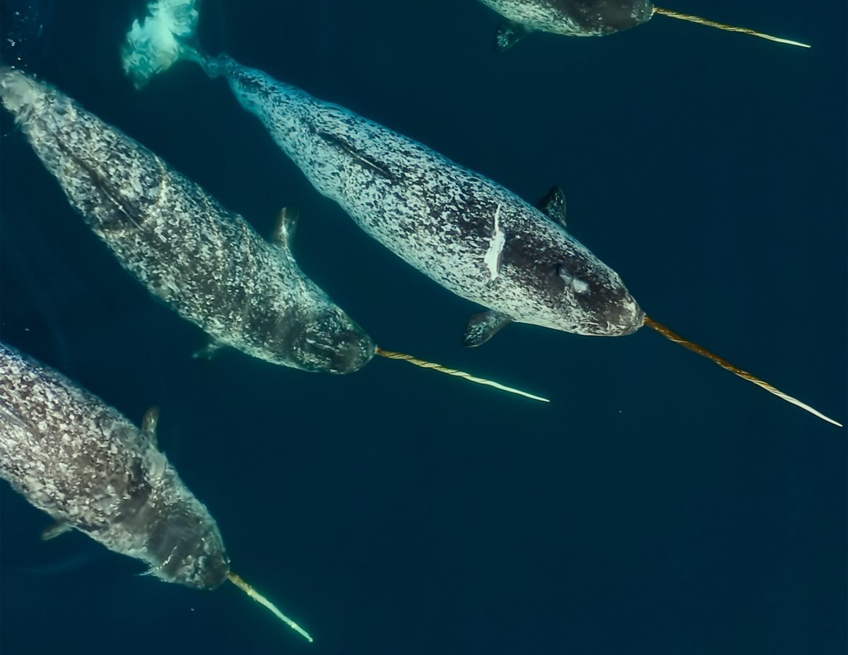 Narwhals, also called unicorns of the sea, swim in frigid waters in the giant-screen film The Arctic: Our Frozen Planet 3D. Their tusk is in fact an overgrown tooth. (CREDIT: BBC STUDIOS)