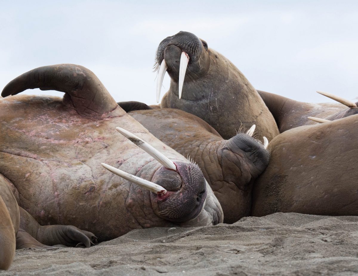 Walruses relax on a beach in Svalbard, Norway, in the giant-screen film The Arctic: Our Frozen Planet 3D. They huddle together in close, noisy quarters. (CREDIT: Barry Britton)