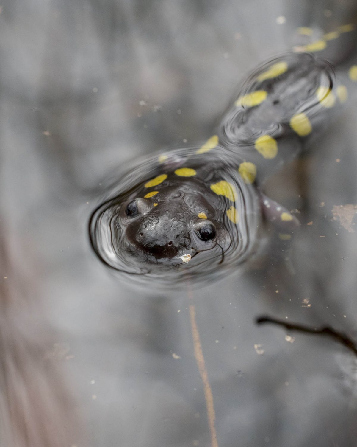 Spotted salamander in pool of water