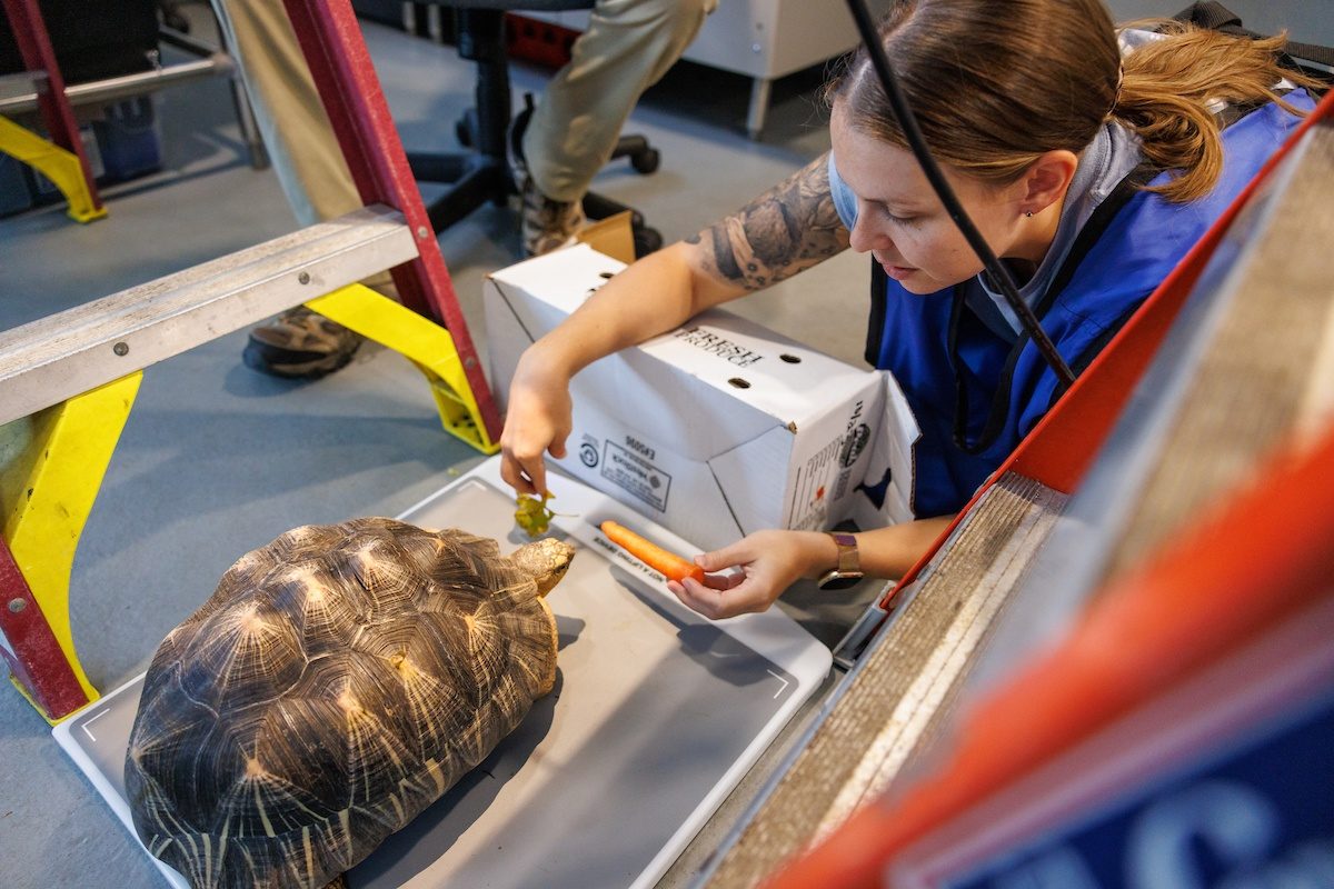 Keeper preparing tortoise for x-ray by enticing it with a carrot