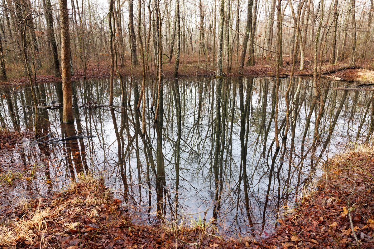 Vernal pool in forest