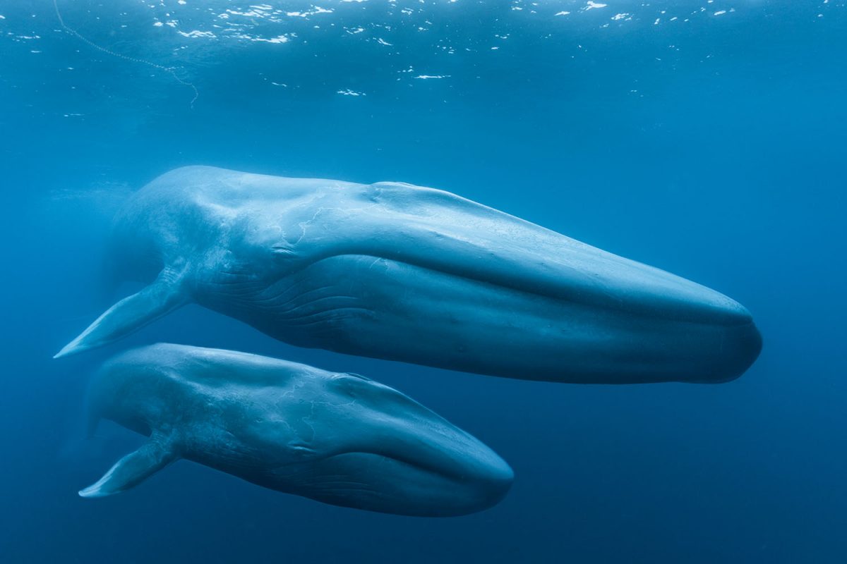 A Blue Whale mother and calf underwater.