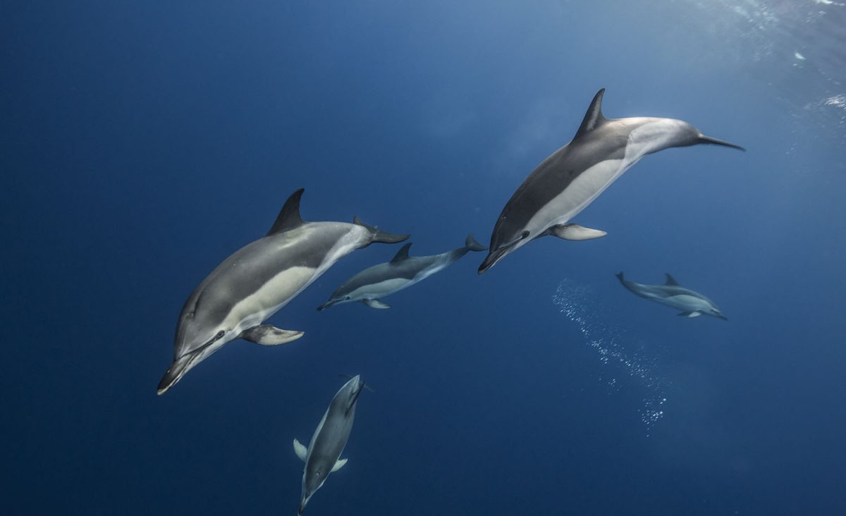 Common dolphins (Delphinus delphis) swimming just beneath surface, Santa Maria Island, Azores, North Atlantic