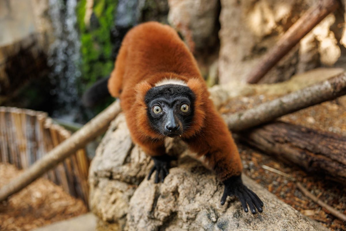 A Red-ruffed Lemur climbs through the Tennessee Aquarium's Lemur Forest.