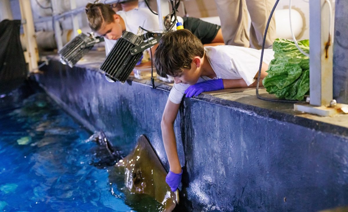 Campers feed stingrays in the Secret Reef suring summer camp.