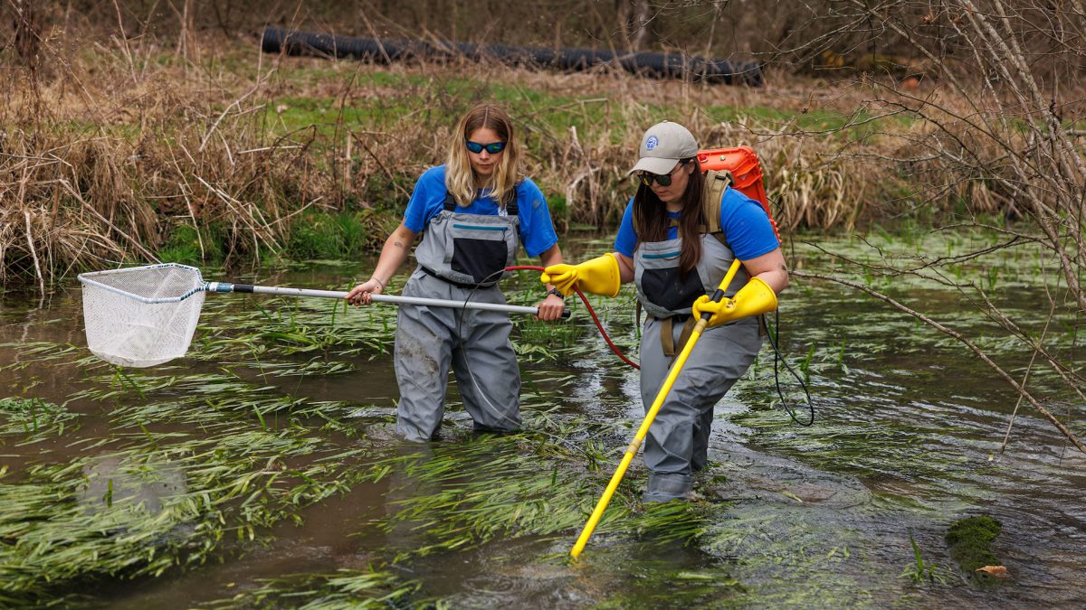 Two scientists in waders carry nets through a stream