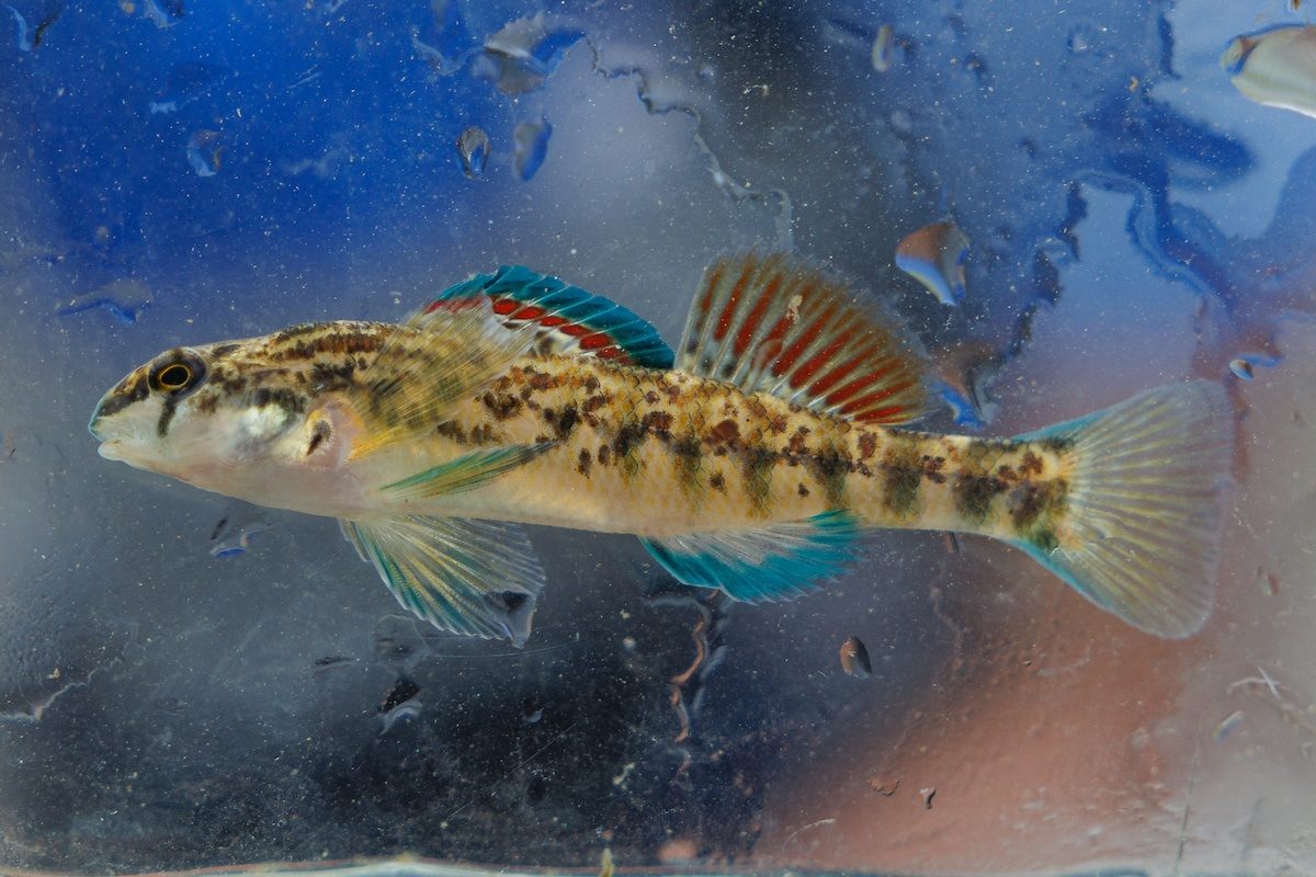 A Coosa Darter in a viewing container