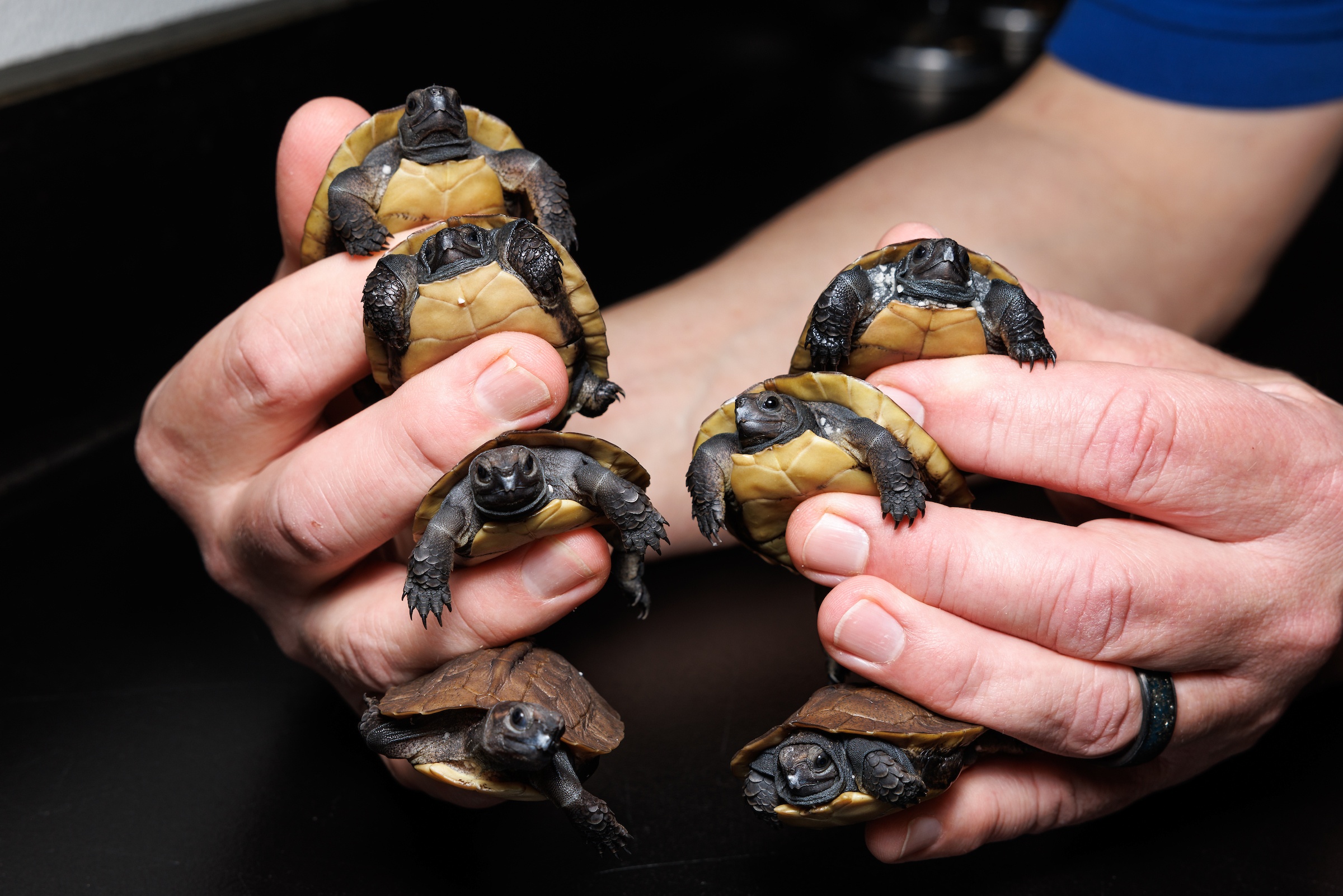 Hatching a record clutch of critically endangered turtles