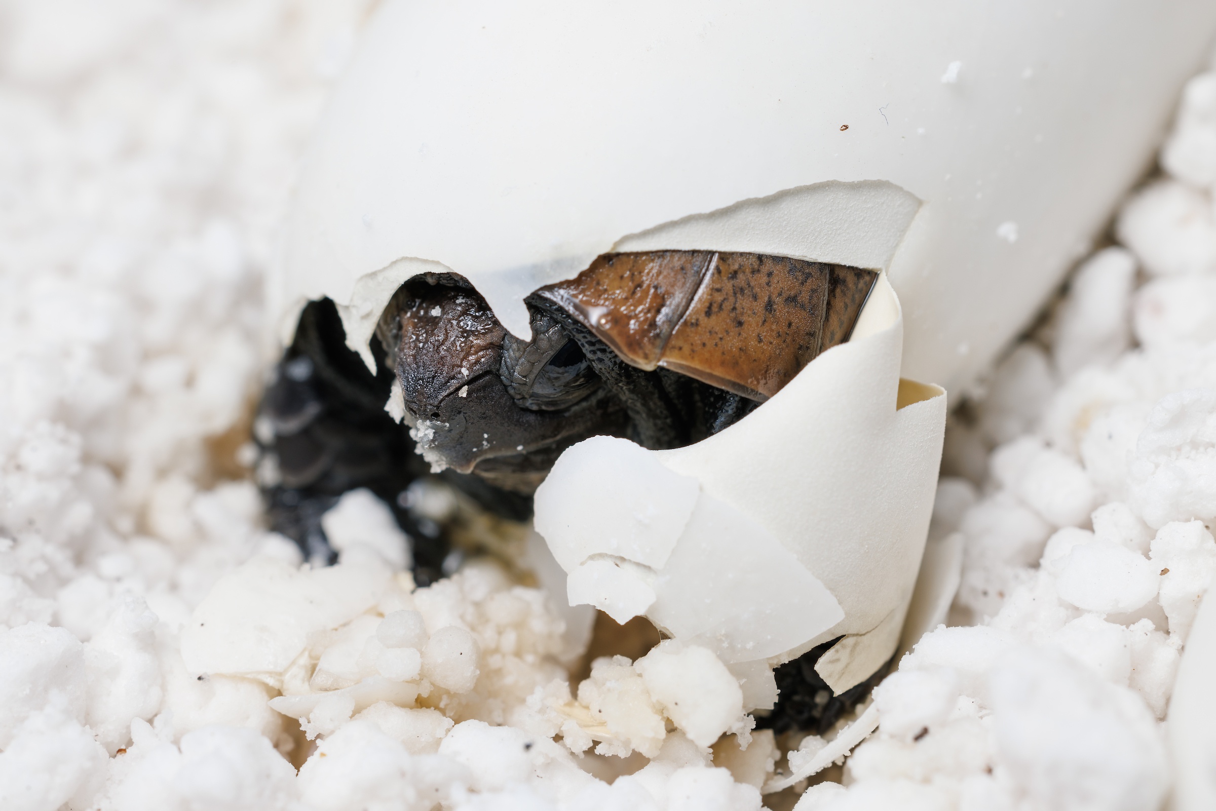 Critically endangered turtles Hatched · Tennessee Aquarium