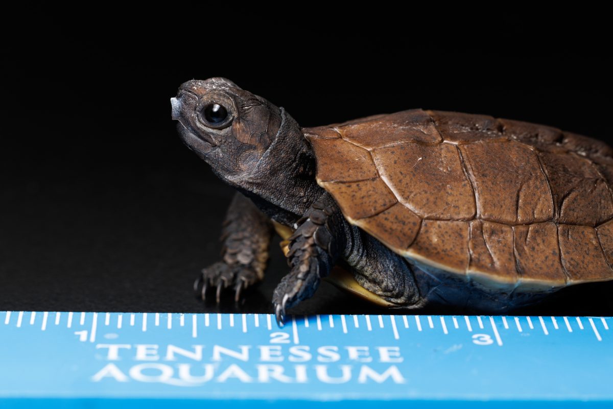 Arakan Forest Turtle (Heosemys depressa) hatched at the Tennessee Aquarium.