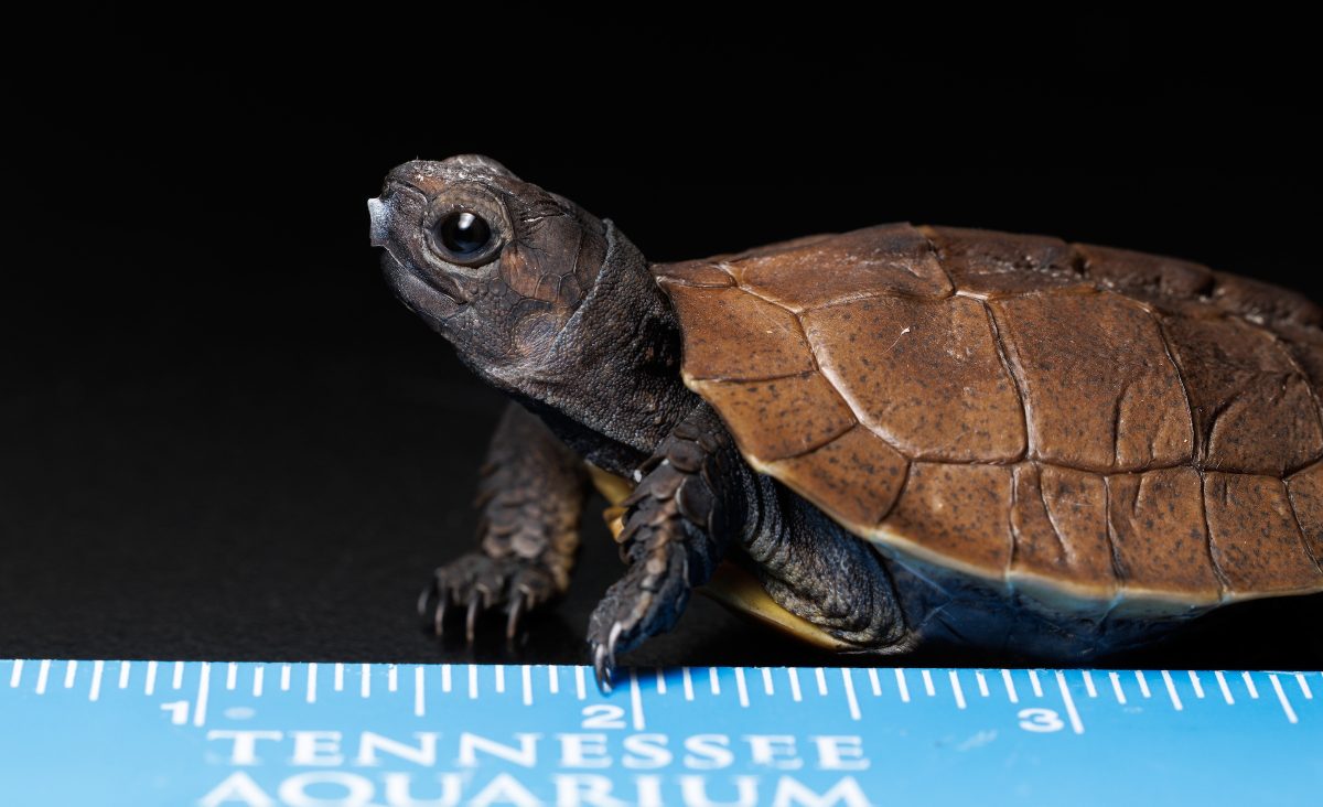 A recently hatched Arakan Forest Turtle pauses briefly on a ruler at the Tennessee Aquarium. Measuring just a couple of inches long, adults top out at just under a foot in length when full grown.
