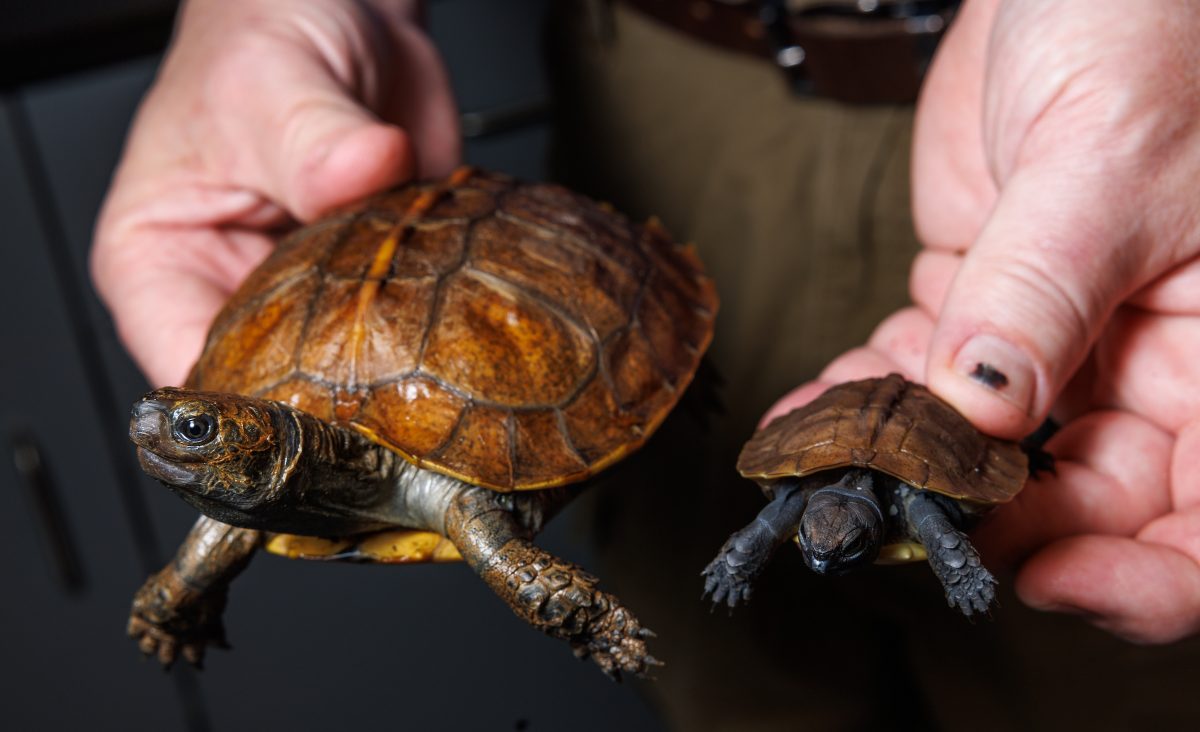 Tennessee Aquarium Herpetology Coordinator Bill Hughes demonstrates the size difference between a yearling and a newly hatched Arakan Forest Turtle. The Aquarium recently hatched seven of this critically endangered species, the largest single hatching event at a facility accredited by the Association of Zoos and Aquariums.