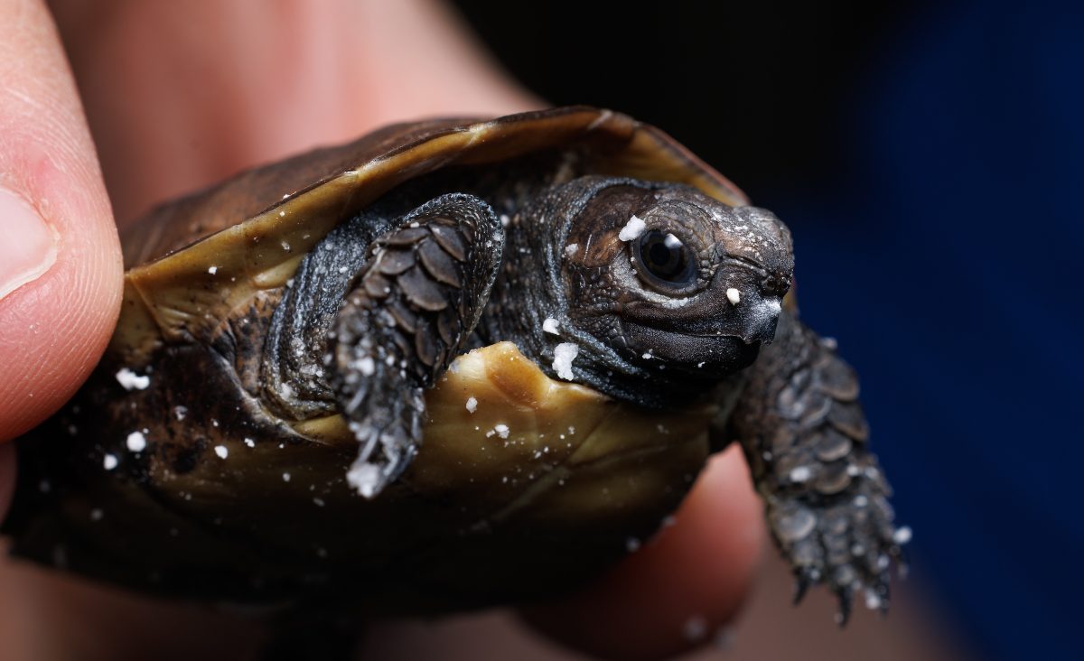 Tennessee Aquarium Herpetology Coordinator Bill Hughes holds a newly hatched Arakan Forest Turtle. The white protuberance on the end of the upper half of the turtle’s beak is the “egg tooth.” This hardened temporary structure is used by baby turtles to break through their egg shell when hatching.