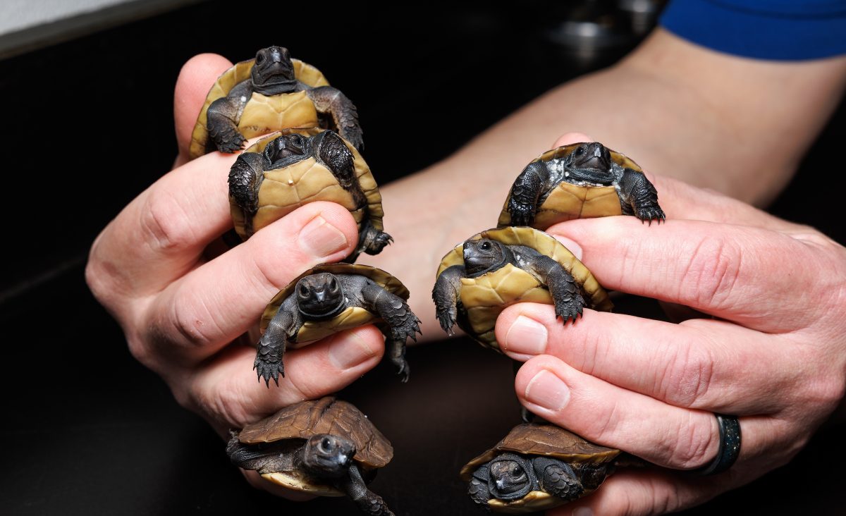Tennessee Aquarium Herpetology Coordinator Bill Hughes holds seven newly hatched Arakan Forest Turtles. This group is the largest to ever emerge in a single event at a facility accredited by the Association of Zoos and Aquariums.