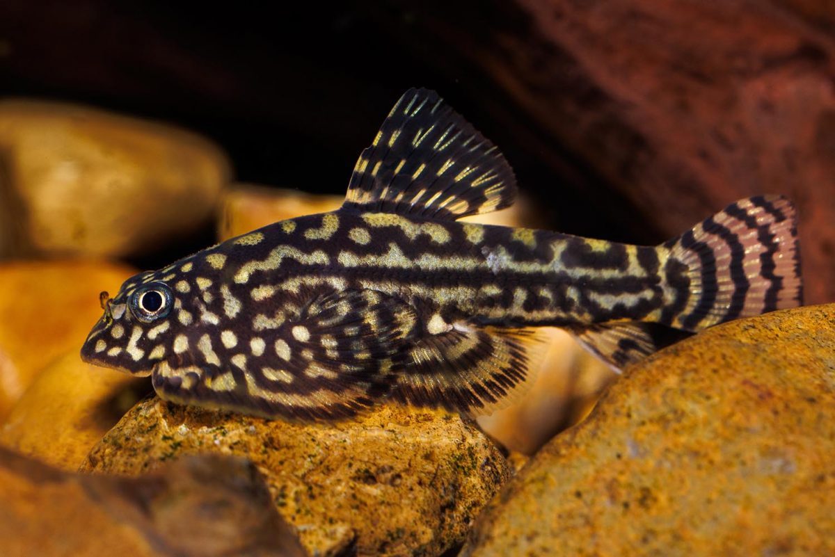 A Hillstream Loach in the Rivers of the World gallery’s Chinese Mountain Stream exhibit. (Credit: Tennessee Aquarium)