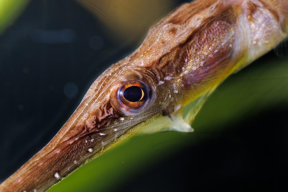 The eye of a Short-tailed Pipefish in the Rivers of the World gallery at the Tennessee Aquarium. (Credit: Tennessee Aquarium)