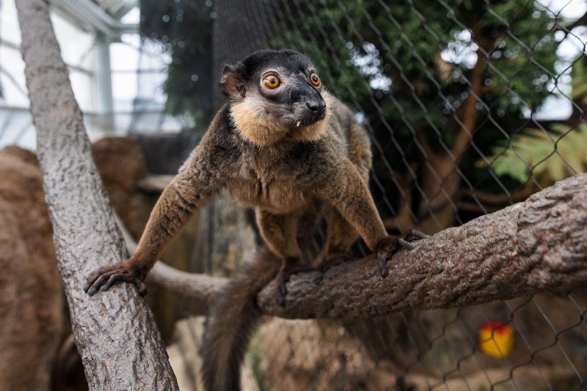 A red-collared brown lemur climbs a vine