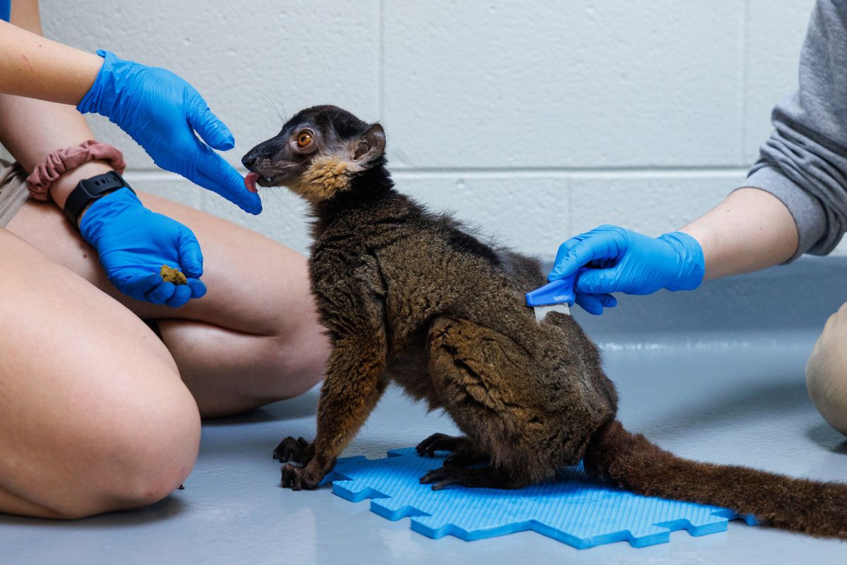 Animal care specialists groom a lemur