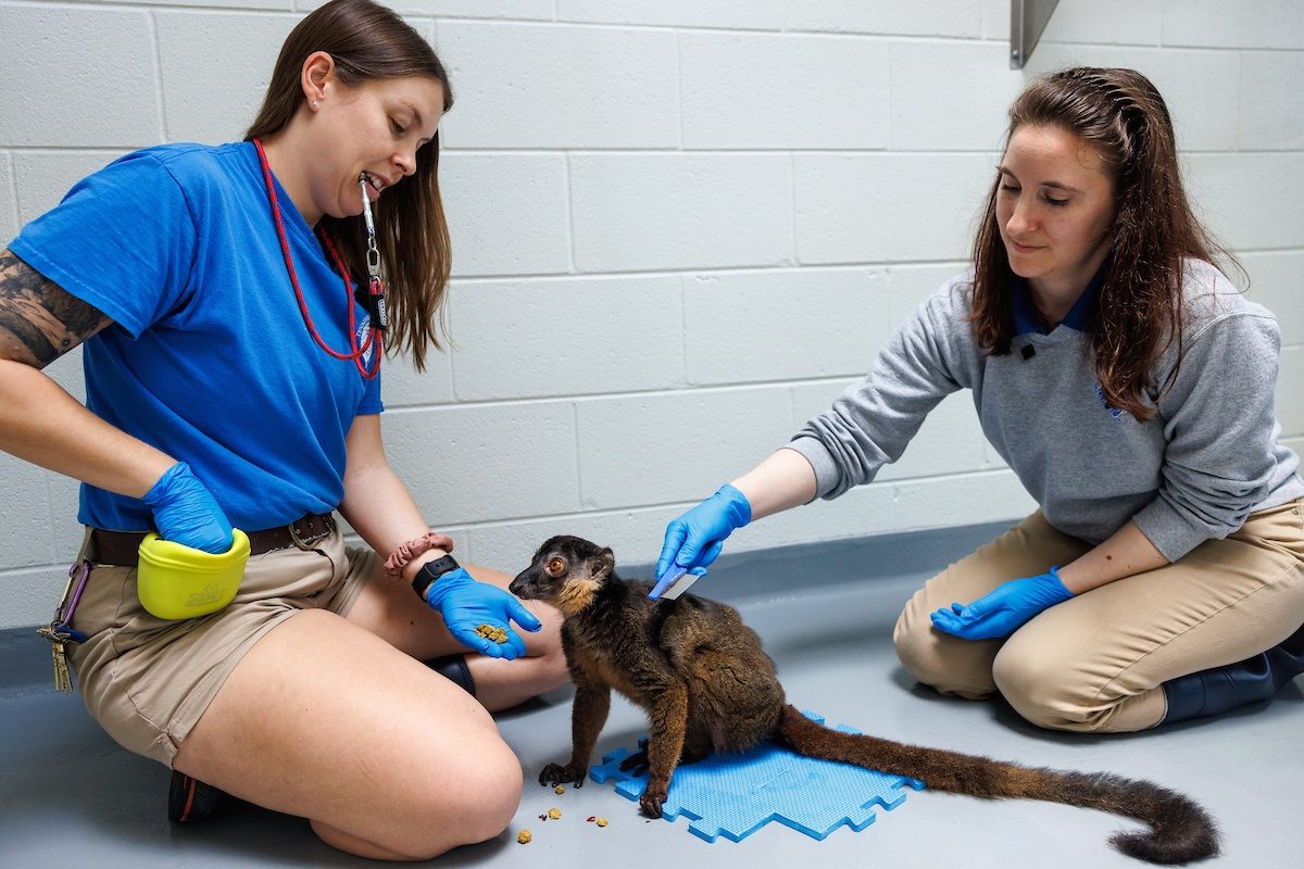 two animal care specialists use a comb to groom a lemur