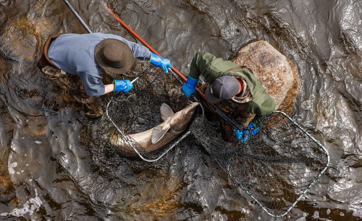Biologists collect sturgeon from the river