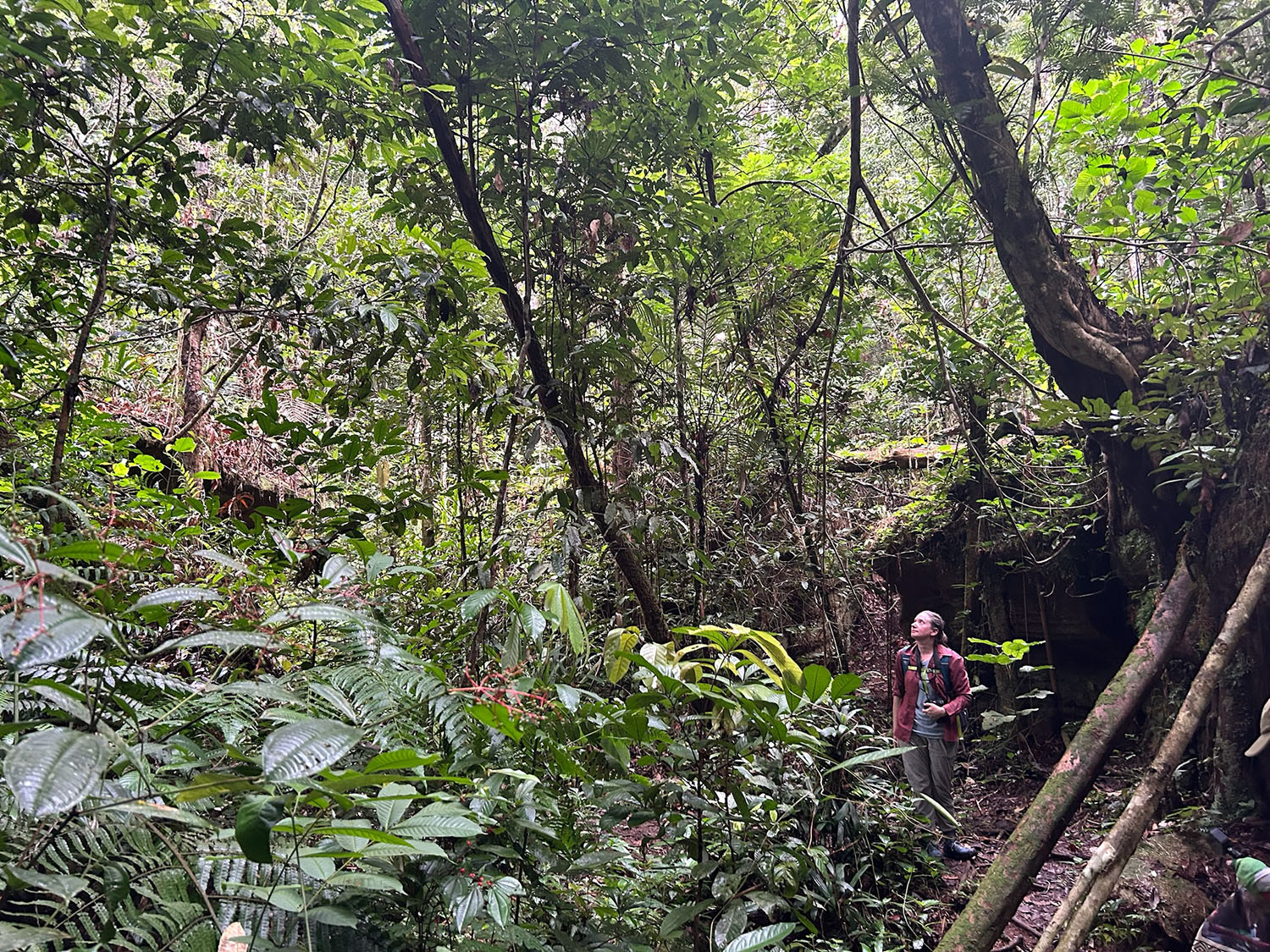 Elaine Robinson walks through the rainforest