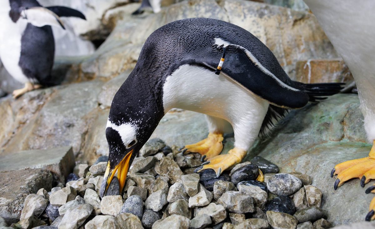 Gentoo Penguin Bigfoot selects a rock for his nest during Rock Day, which begins penguin nesting season at the Tennessee Aquarium.