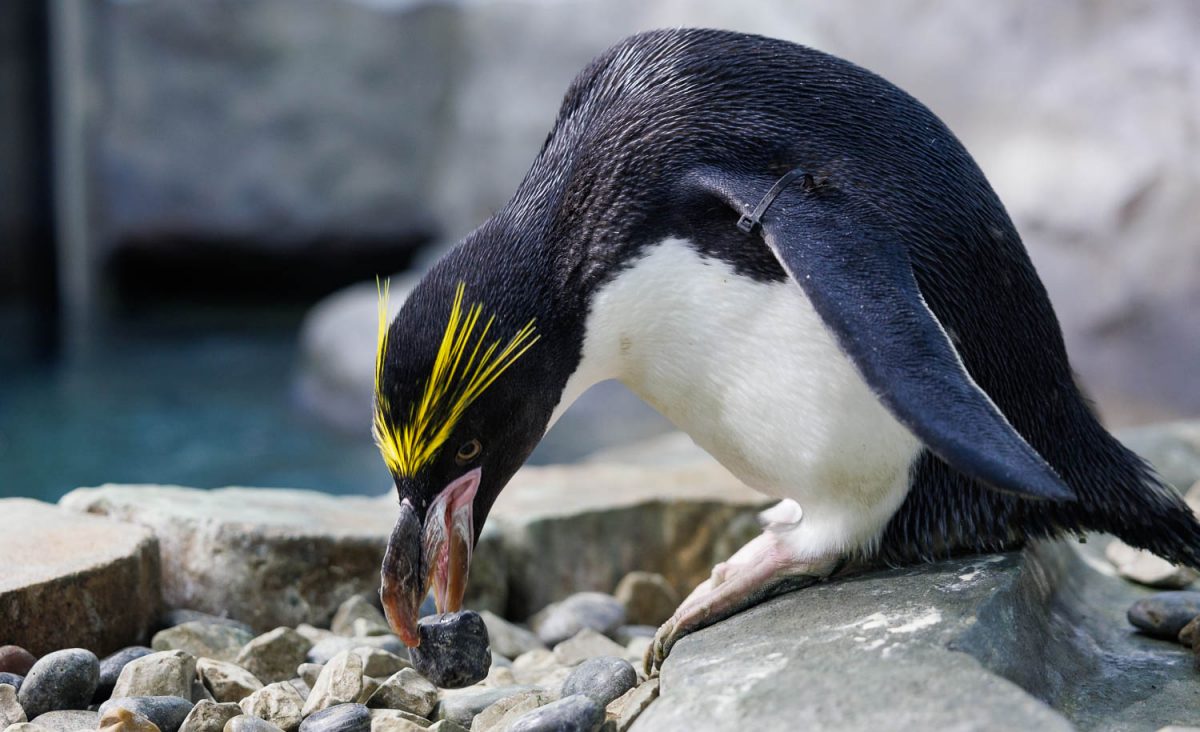 Macaroni Penguin Hercules selects a rock for his nest during Rock Day, which begins penguin nesting season at the Tennessee Aquarium.
