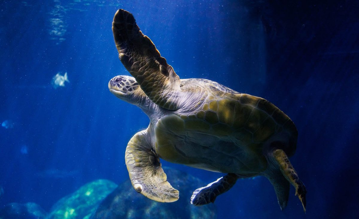 Stewy the Green Sea Turtle swims in the Tennessee Aquarium's 618,000-gallon Secret Reef exhibit.