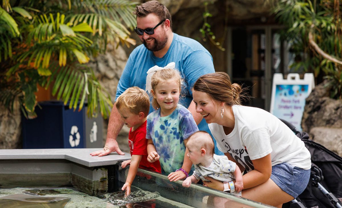 Guests visit the Tennessee Aquarium's Stingray Bay touch exhibit.