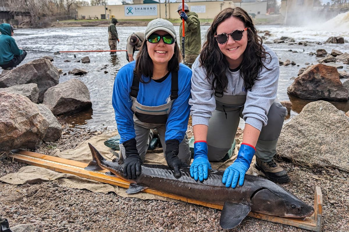 Watershed Coordinator Helaina Gomez, left, and Reintroduction Biologist II Sarah Kate Bailey work with Lake Sturgeon in Shawano, Wisconsin.