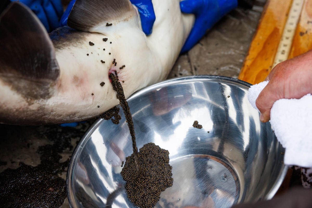 Biologists collect eggs from a female Lake Sturgeon in Shawano, Wisconsin.