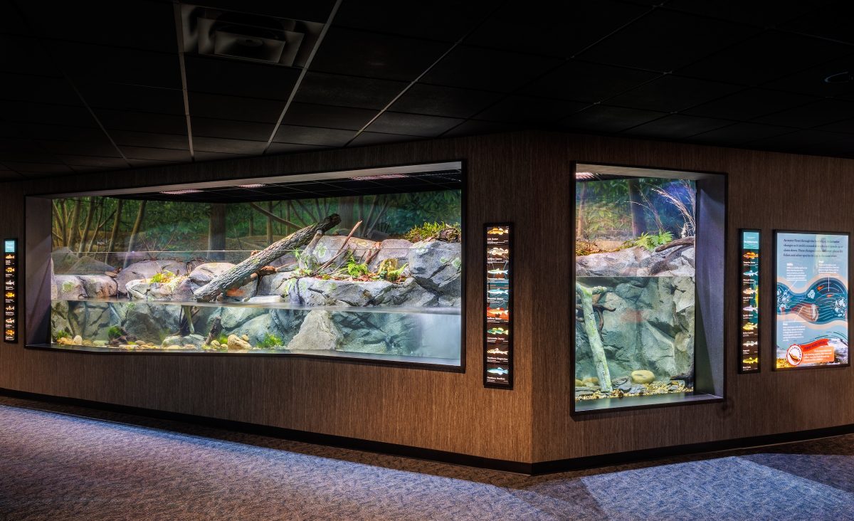 The Ridges to Rivers gallery's 22-foot-long large stream exhibit at the Tennessee Aquarium. Thanks to extensive refinement using an exact prototype, this habitat accurately recreates conditions of streams flowing in the Upper Tennessee River drainage.