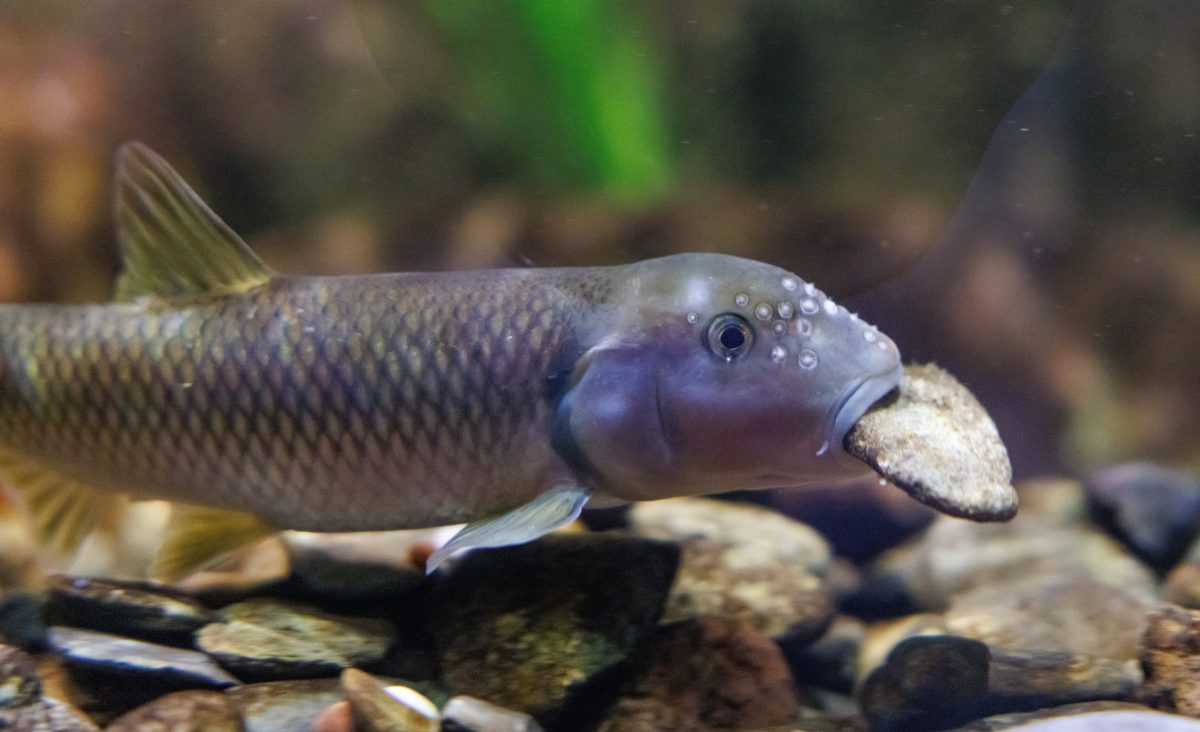 A male River Chub carries a stone in its mouth to add to the nest he is building in the Tennessee Aquarium’s Ridges to Rivers gallery. River Chub nests can be massive, measuring several feet across, and attract other stream fish who want to use them to spawn their own eggs.