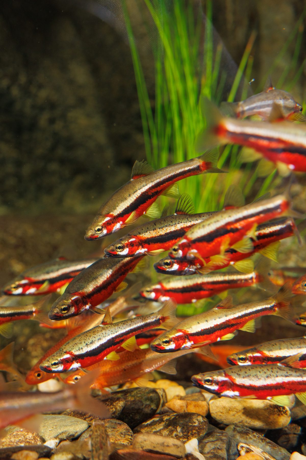 Tennessee Dace, Tennessee Shiners and Saffron Shiners in breeding coloration congregate over a River Chub nest in the Tennessee Aquarium's large stream exhibit