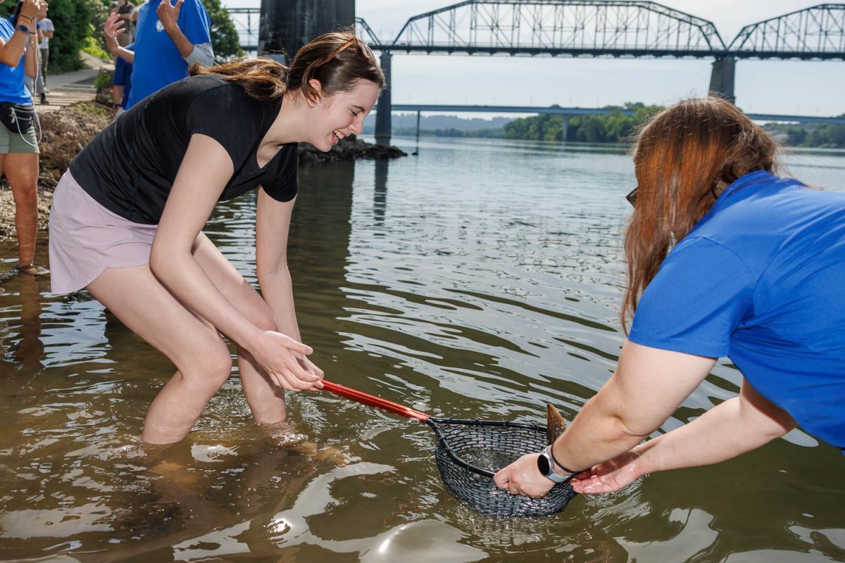 A young Lake Sturgeon is seen before it is released into the Tennessee River on Thursday.