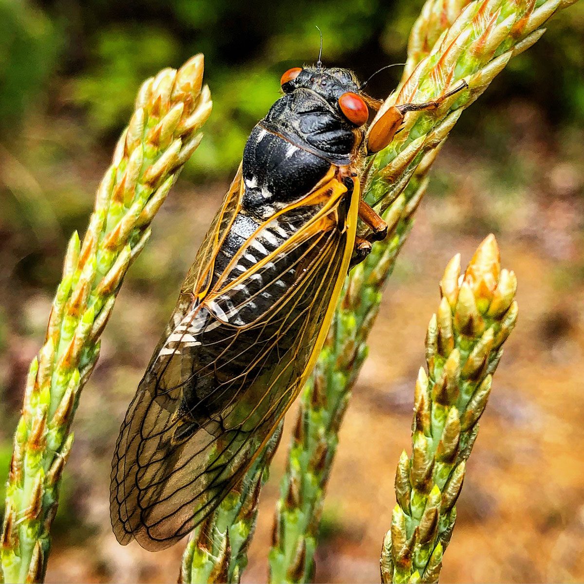Cicada on plant