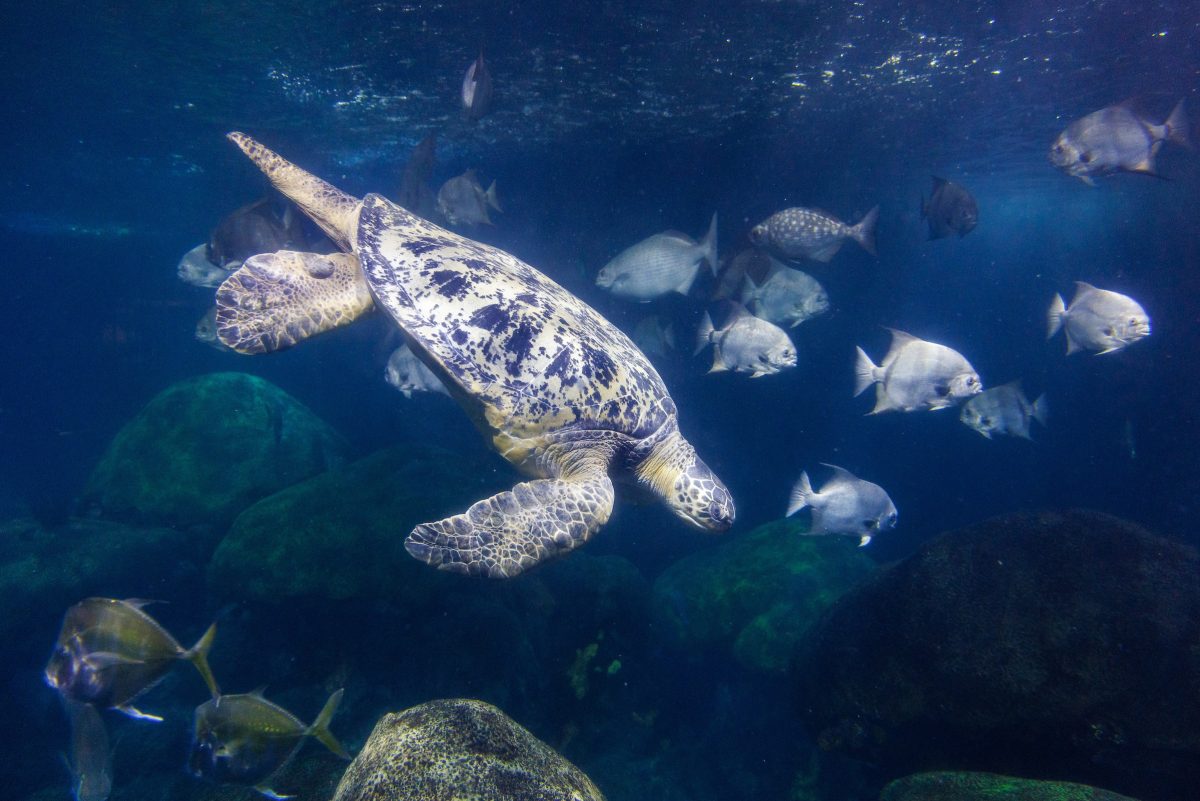 Stewy the Green Sea Turtle (Chelonia mydas)