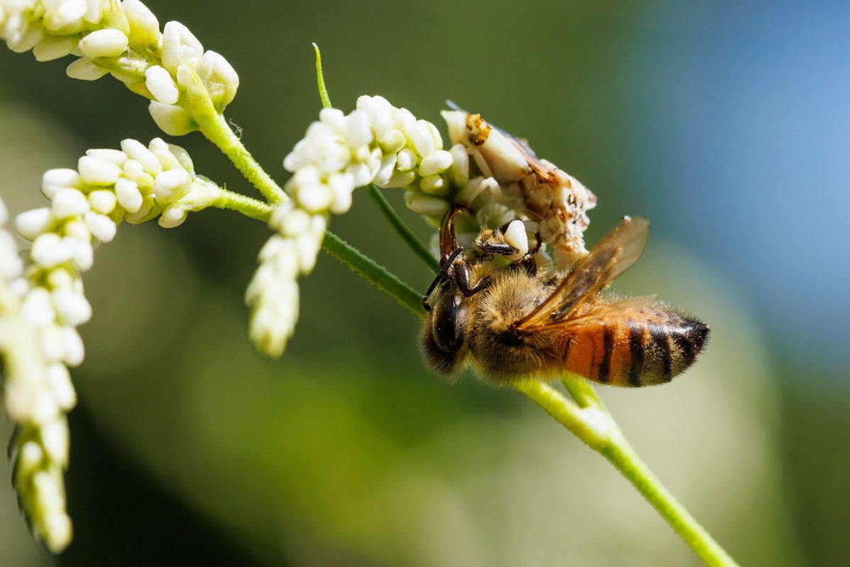 Honey bee on flower