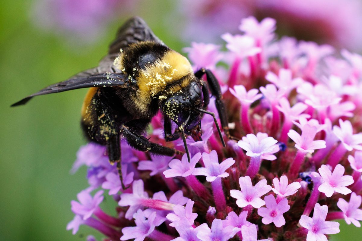 Bumble bee on flower