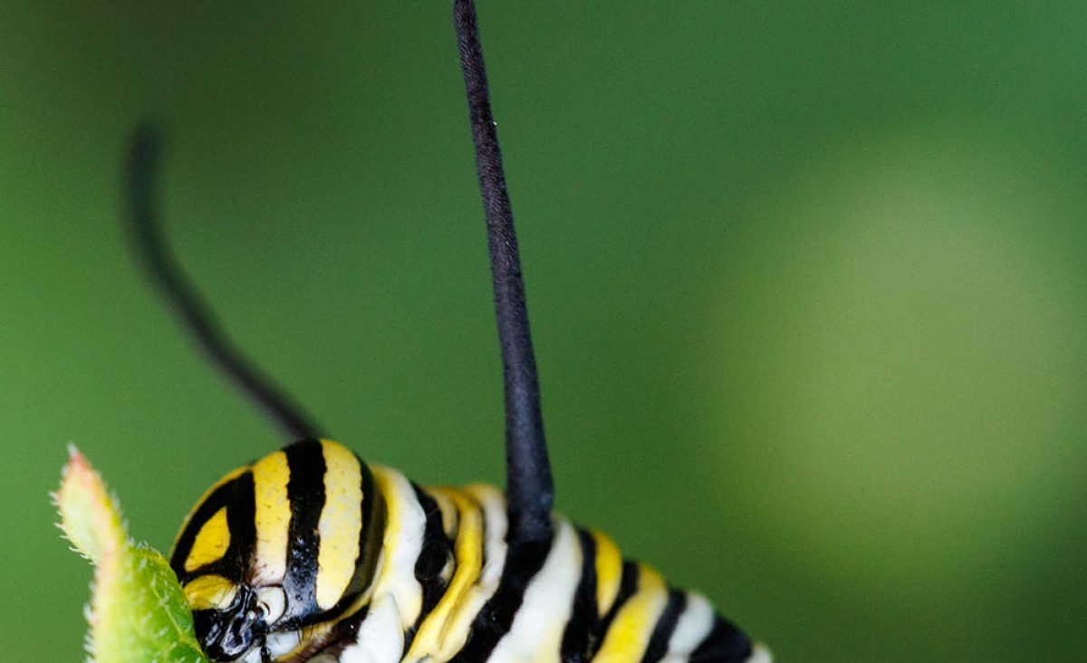 A Monarch Butterfly caterpillar (Danaus plexippus) eats a Swamp Milkweed leaf on the Aquarium Plaza.
