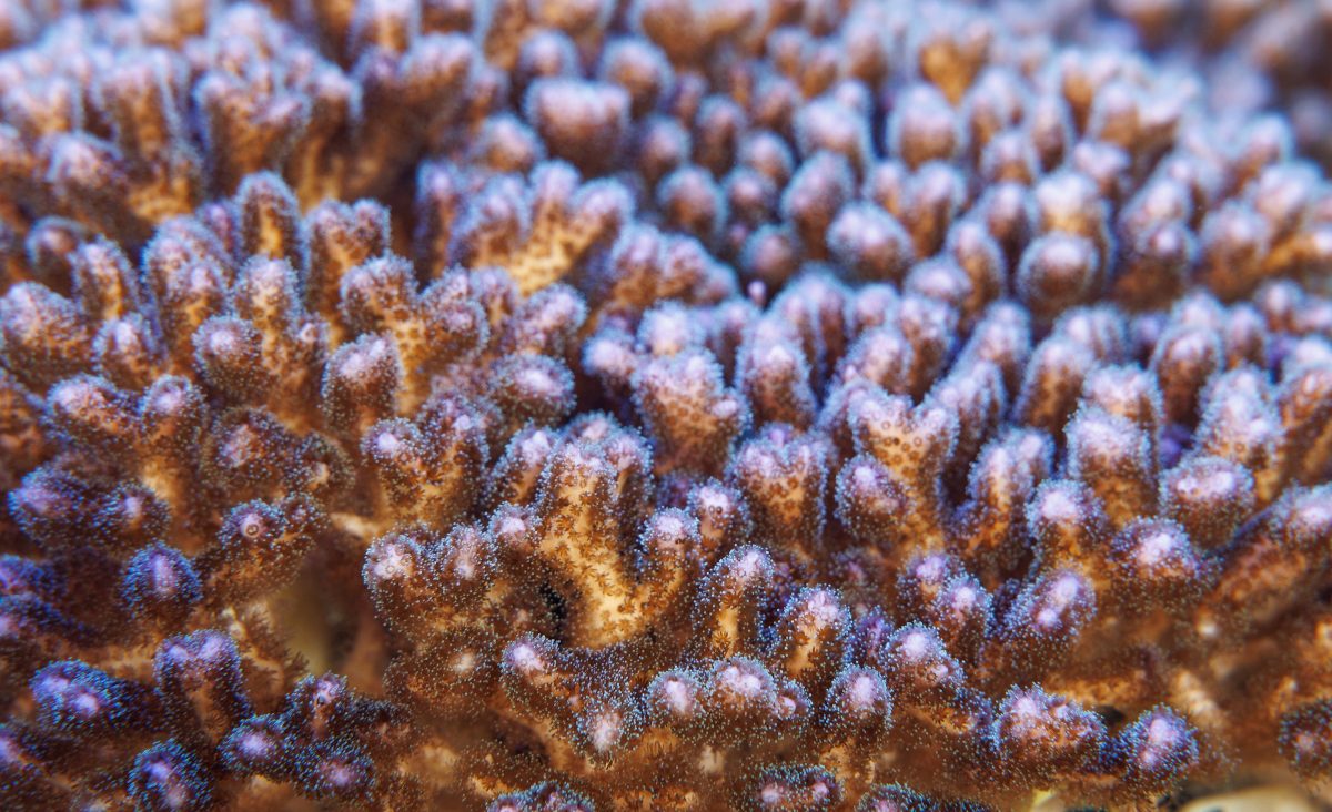 Cauliflower Coral.