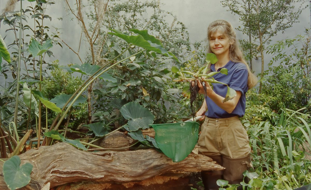 Senior Horticulturist Charlene Nash works in the Tennessee Aquarium's Delta Country exhibit in this archival photograph.