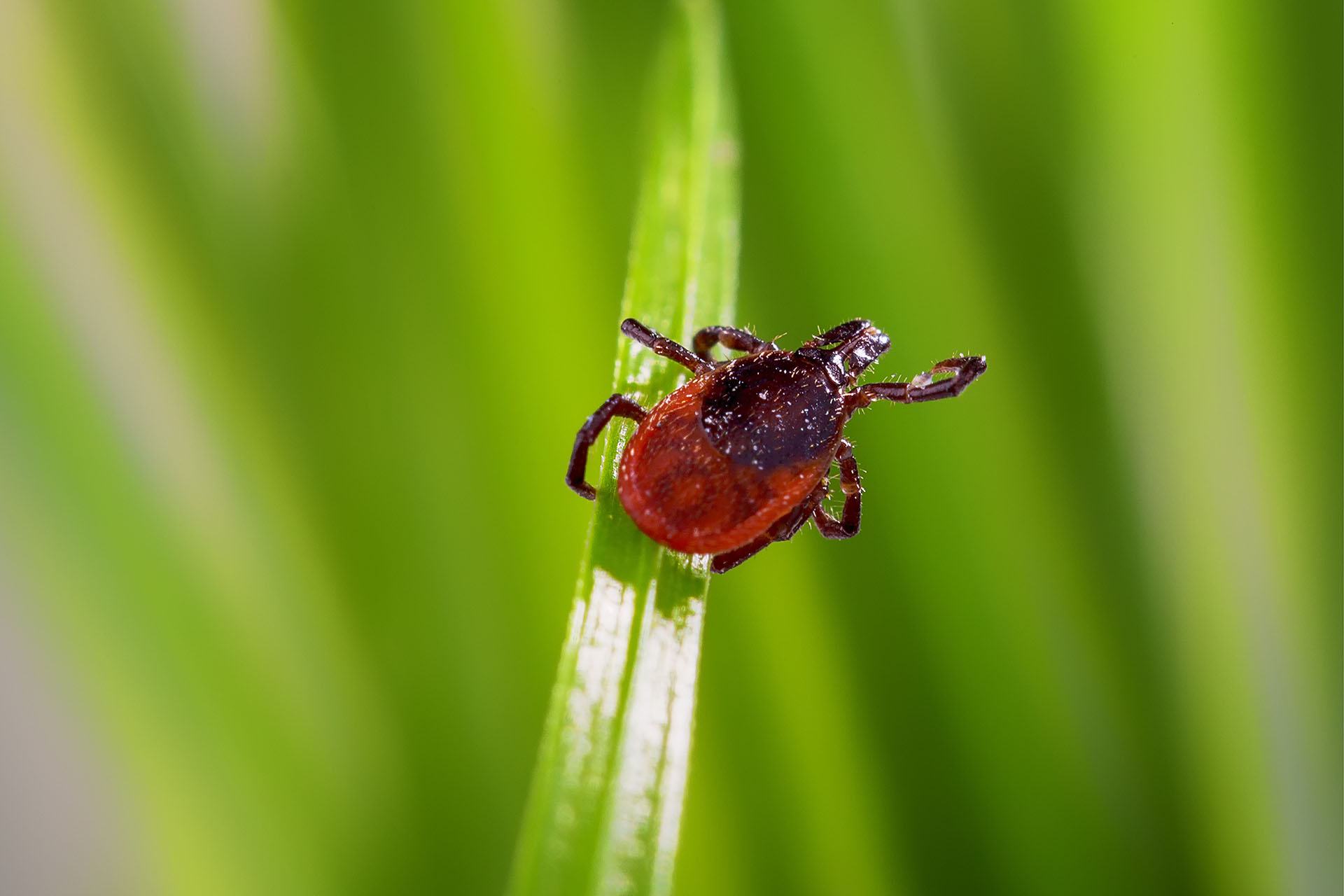 How to stay safe during peak tick season · Tennessee Aquarium