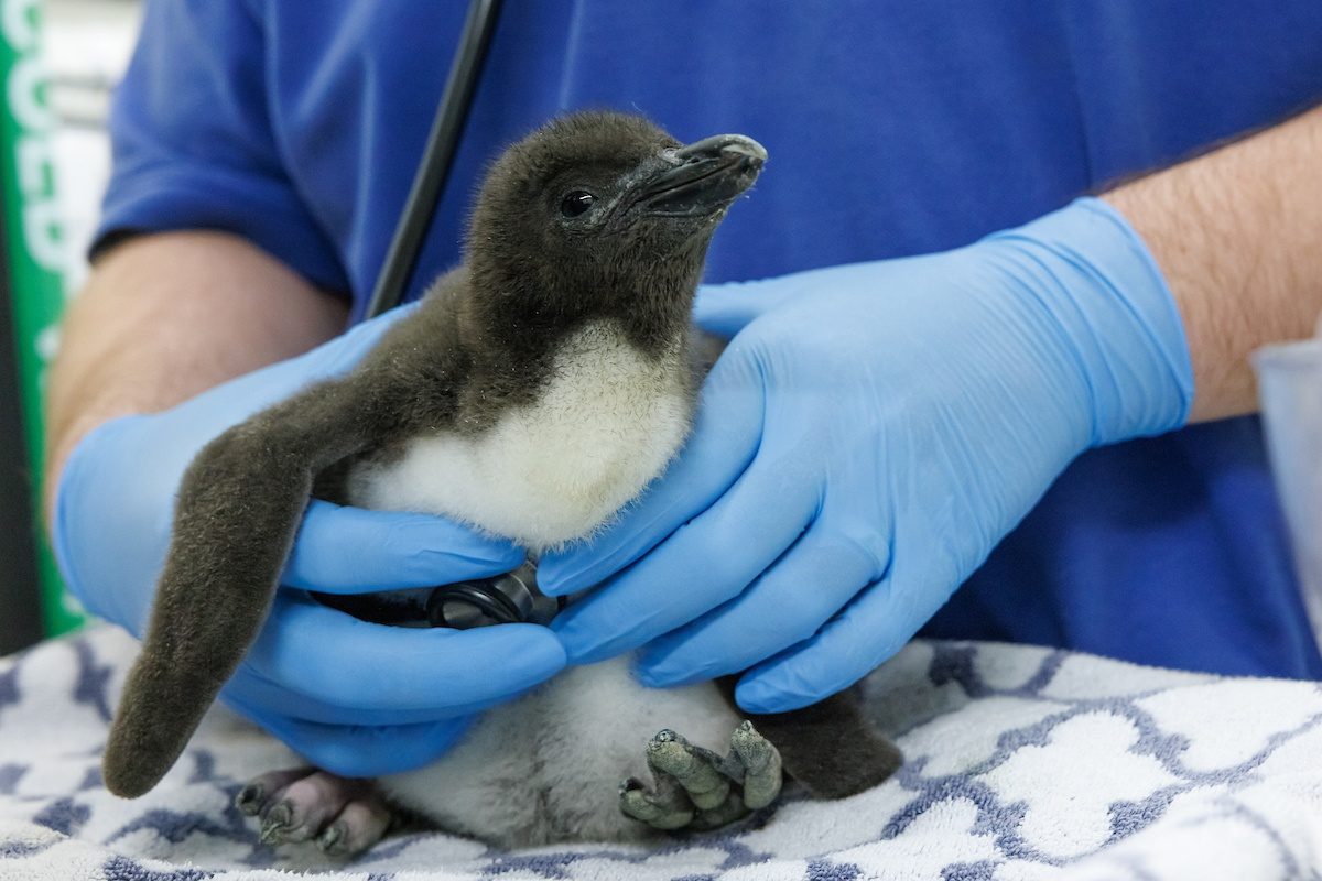 The Tennessee Aquarium's recently hatched Macaroni Penguin chick receives one of several weekly checkups.
