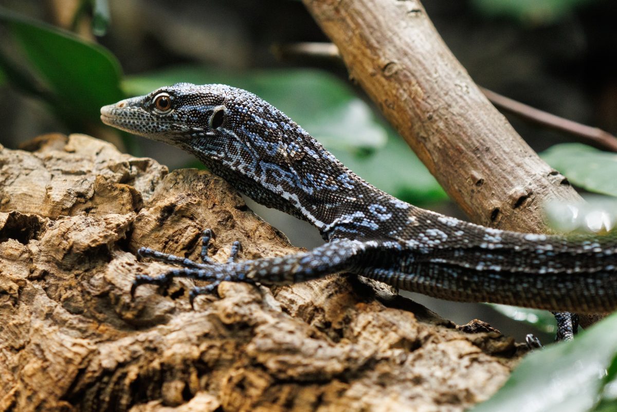 A Blue-spotted Tree Monitor in the Island Life exhibit at the Tennessee Aquarium