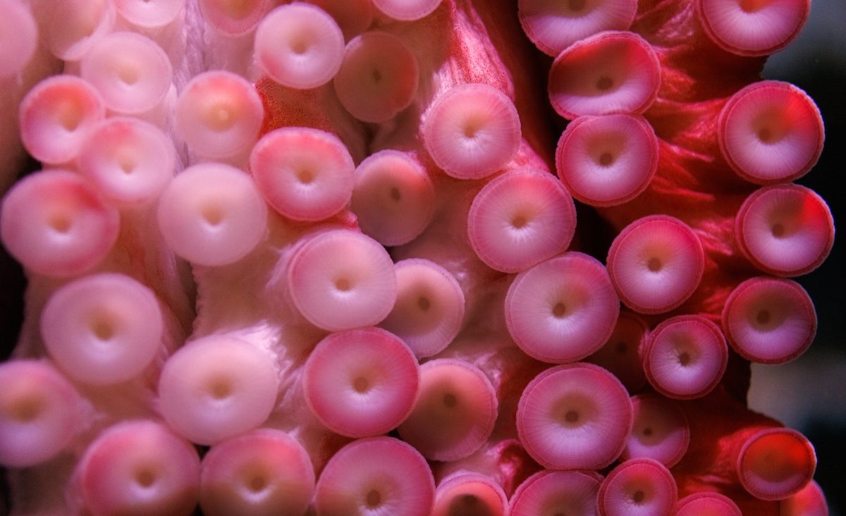 The suckers on the arm of a Giant Pacific Octopus (Enteroctopus dofleini) in Boneless Beauties.