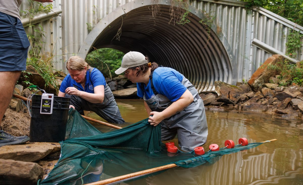 VP, Chief Conservation & Education Officer Dr. Anna George, left, and Recovery Biologist Abbey Holsopple collect critically endangered Laurel Dace from Bumbee Creek.