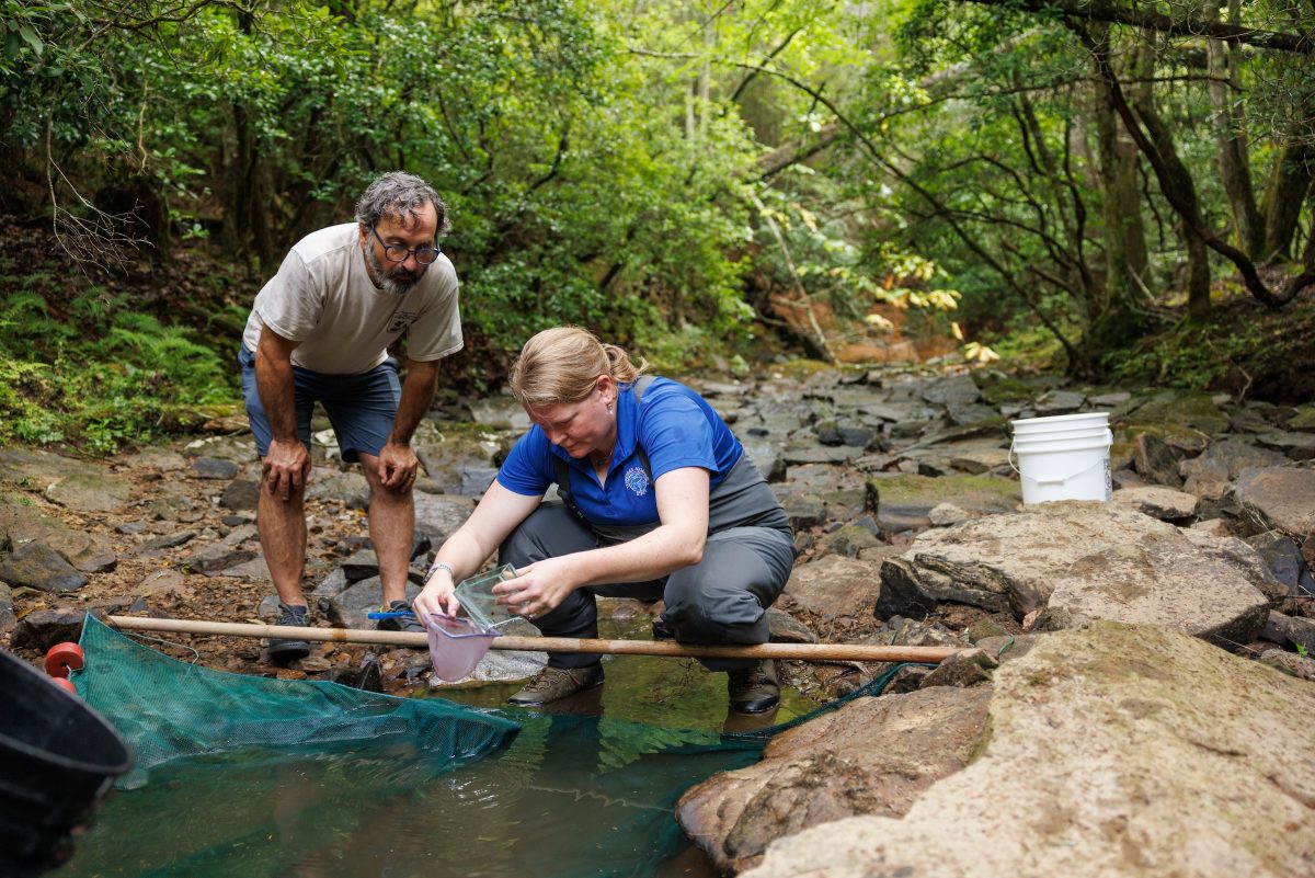 Tennessee Aquarium VP, Chief Conservation & Education Officer Dr. Anna George, right, and U.S. Fish & Wildlife Service Conservation Delivery Coordinator Geoff Call collect critically endangered Laurel Dace from Bumbee Creek.