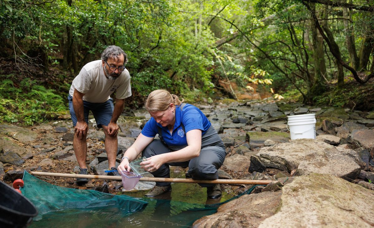 Tennessee Aquarium VP, Chief Conservation & Education Officer Dr. Anna George, right, and U.S. Fish & Wildlife Service Conservation Delivery Coordinator Geoff Call collect critically endangered Laurel Dace from Bumbee Creek.